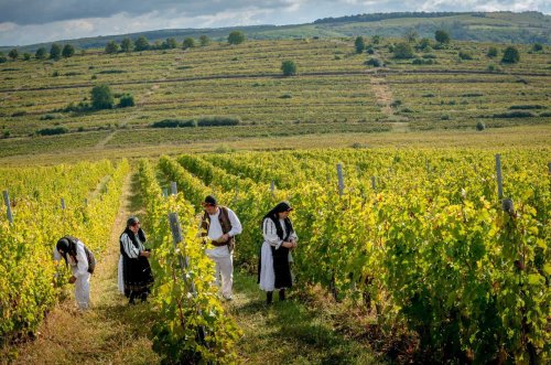 Cercetare și expoziție de fotografie etnografică despre viticultura din județul Alba Poza 126849
