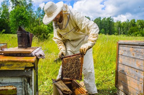 Ajutoare minimis pentru apicultori şi oieri Poza 126903