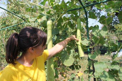 Doi tineri cultivă 120 de soiuri  de tomate la Bogdăniţa Poza 127149