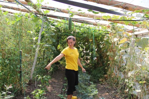 Doi tineri cultivă 120 de soiuri  de tomate la Bogdăniţa Poza 127150