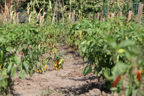 Doi tineri cultivă 120 de soiuri  de tomate la Bogdăniţa Poza 127152
