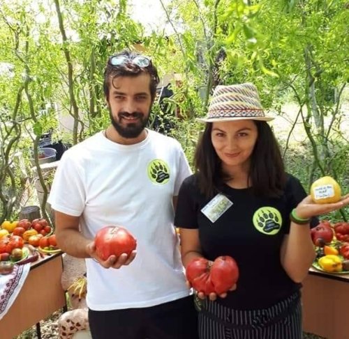 Doi tineri cultivă 120 de soiuri  de tomate la Bogdăniţa Poza 127156