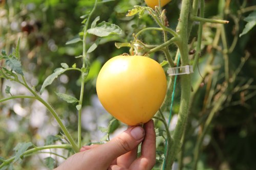 Doi tineri cultivă 120 de soiuri  de tomate la Bogdăniţa Poza 127158