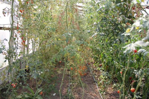 Doi tineri cultivă 120 de soiuri  de tomate la Bogdăniţa Poza 127160