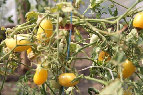 Doi tineri cultivă 120 de soiuri  de tomate la Bogdăniţa Poza 127161