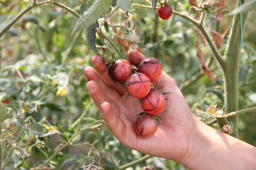 Doi tineri cultivă 120 de soiuri  de tomate la Bogdăniţa Poza 127163