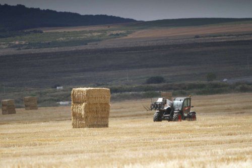 Câteva zile până la începerea plăților pentru fermieri Poza 128884