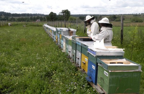 Mai mulți bani europeni pentru apicultori Poza 133408