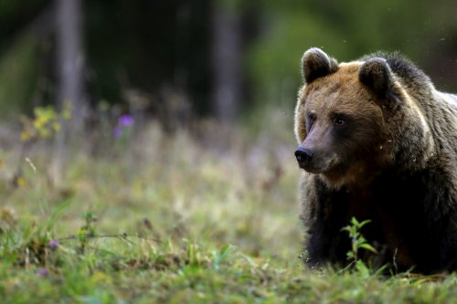 Patru județe cer decizii urgente în problema urșilor 
