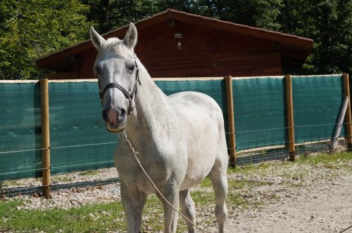 Ferma animalelor salvate, la Zărneşti Poza 134672