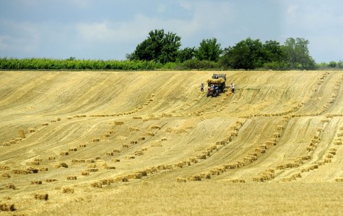 Cereri pentru ajutorul  de motorină Poza 136950