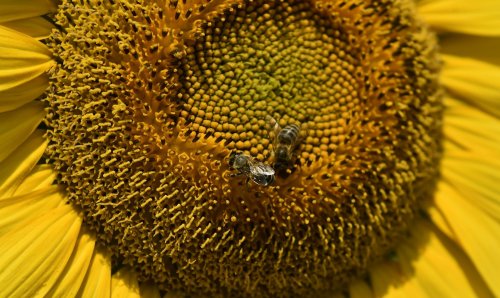 România, atenţionată din cauza pesticidelor dăunătoare albinelor Poza 138581