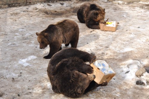 Kituri de protecţie a gospodăriilor împotriva urşilor