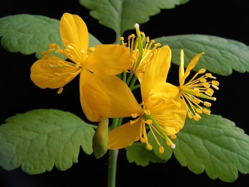 Rostopasca, o plantă utilă în afecțiunile vezicii biliare Poza 141773