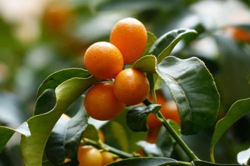 Fructele de kumquat întăresc sistemul imunitar  Poza 143631