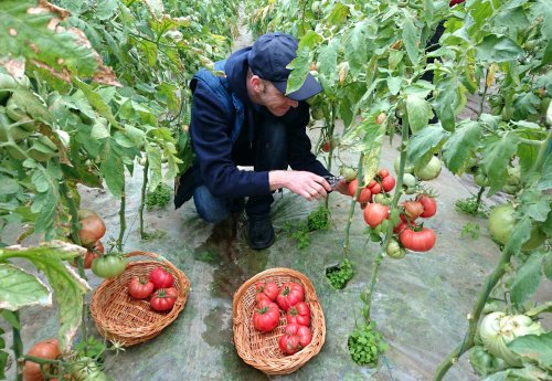 Producătorii cer prelungirea programului „Tomata” Poza 146523