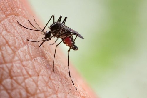 Un vaccin din secreția țânțarului  ar putea opri epidemiile Poza 147566