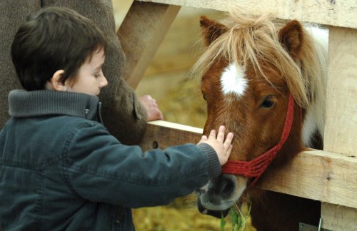 Terapie cu ponei pentru copiii cu autism la Brașov Poza 147757