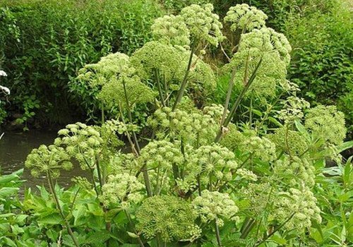 Angelica, un bun expectorant natural Poza 148024