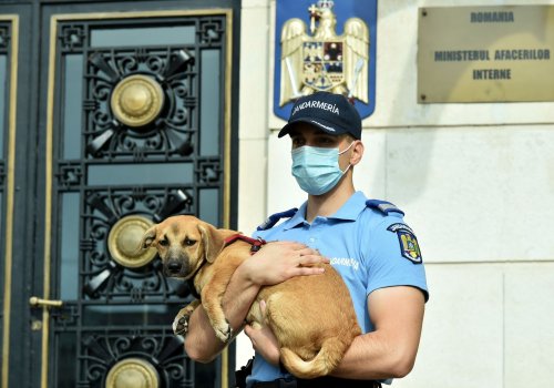 Măsuri sporite de protecţie a animalelor Poza 151528