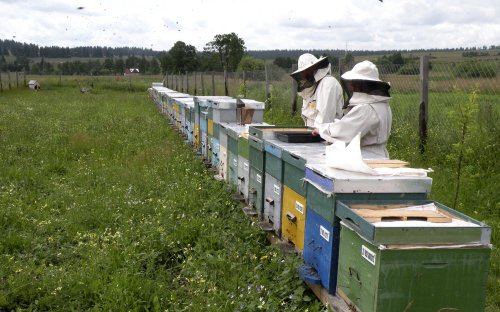 Ajutor de la stat pentru apicultori Poza 151707