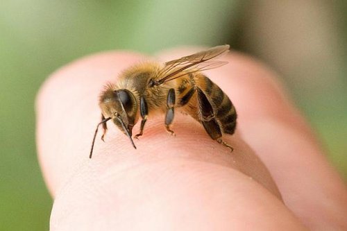 Veninul de albină, efect anticancerigen Poza 152371