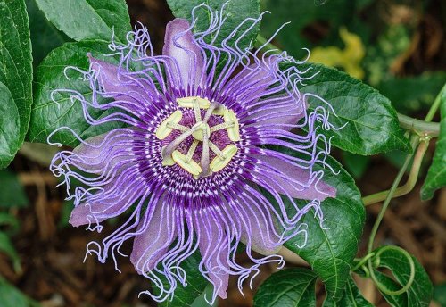 Floarea pasiunii, planta-calmant Poza 153314