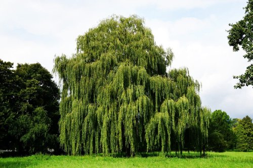 Coaja de salcie, „aspirina” din natură Poza 154364