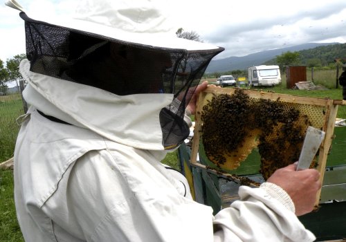 Cea mai slabă producție de miere din ultimii 30 de ani Poza 157230