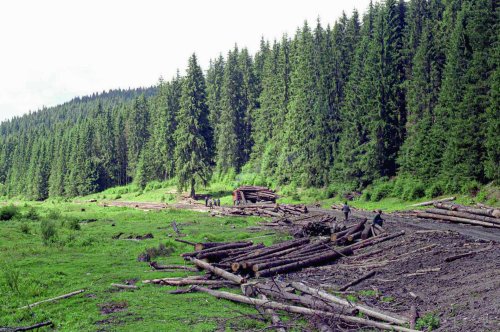 Companii din industria lemnului, amenzi-record Poza 162289