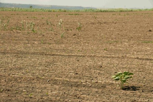 România are zone în care seceta persistă, indiferent de ploi Poza 167268