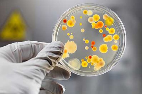Amenințarea bacteriilor rezistente la medicamente Poza 169077