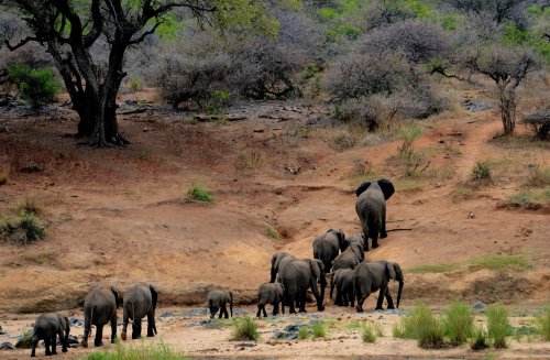 Recensământ al faunei sălbatice din Kenya Poza 171182