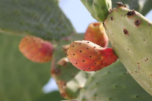 Fructul de cactus adaptat bucătăriei româneşti Poza 172624