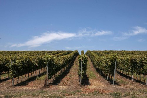 Măsuri de sprijin pentru sectorul vitivinicol Poza 172699