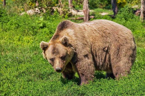 Urşii număraţi cu ajutorul probelor ADN