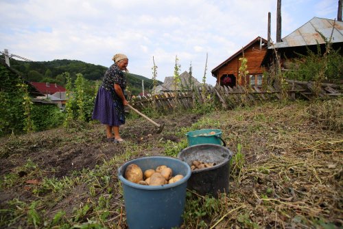 România, al şaptelea producător de cartofi din UE Poza 180688