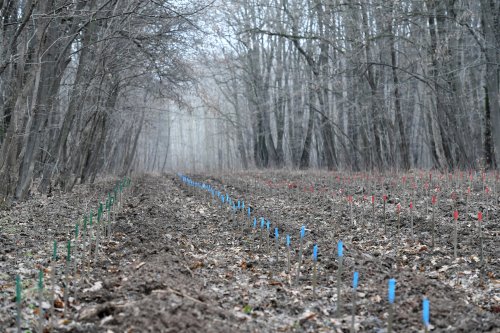 Angajamente ale României pentru reducerea emisiilor de carbon Poza 191636