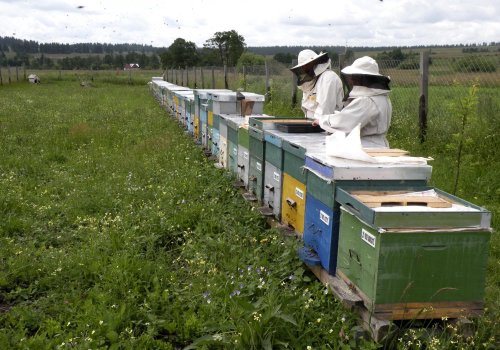 Schemă de minimis pentru apicultori