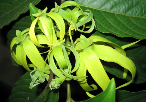 Beneficiile pentru sănătate  ale arborelui ylang-ylang Poza 204697