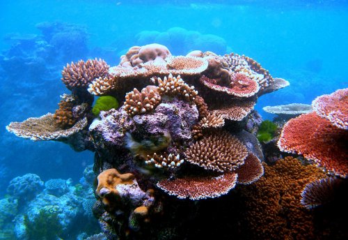 Pericole pentru Marea Barieră de Corali Poza 207366