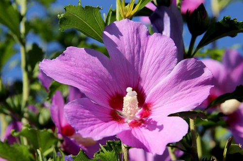 Sirop şi desert cu flori de hibiscus Poza 222076