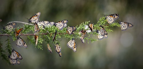 Dispar fluturii monarh migratori Poza 222188
