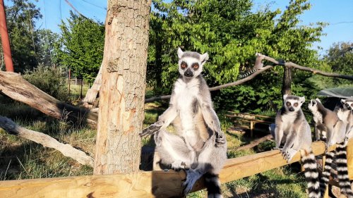 Poiana lemurilor la Zoo Târgu Mureş Poza 223004