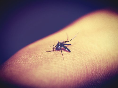 Atenție la înțepăturile de țânțari! Poza 223800