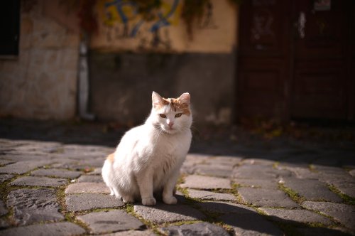 Campanie gratuită de sterilizare a patrupedelor Poza 224131