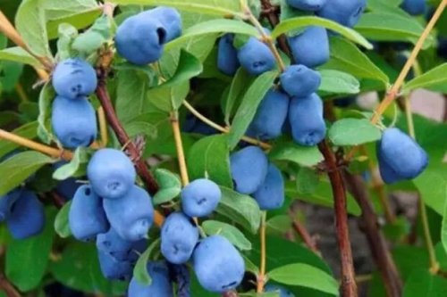 Deserturi cu afine siberiene, cunoscute şi ca „Fructul longevității” Poza 228186