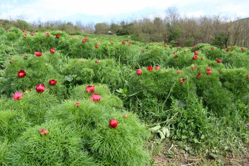 Bujorul, floare națională Poza 232054