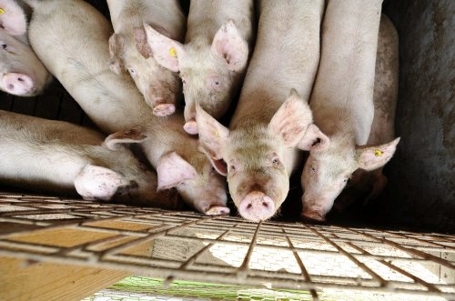 Fermierii cer măsuri pentru stoparea pestei porcine Poza 239505