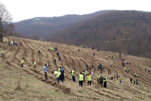 Peste 26 de milioane de puieți plantați Poza 245257